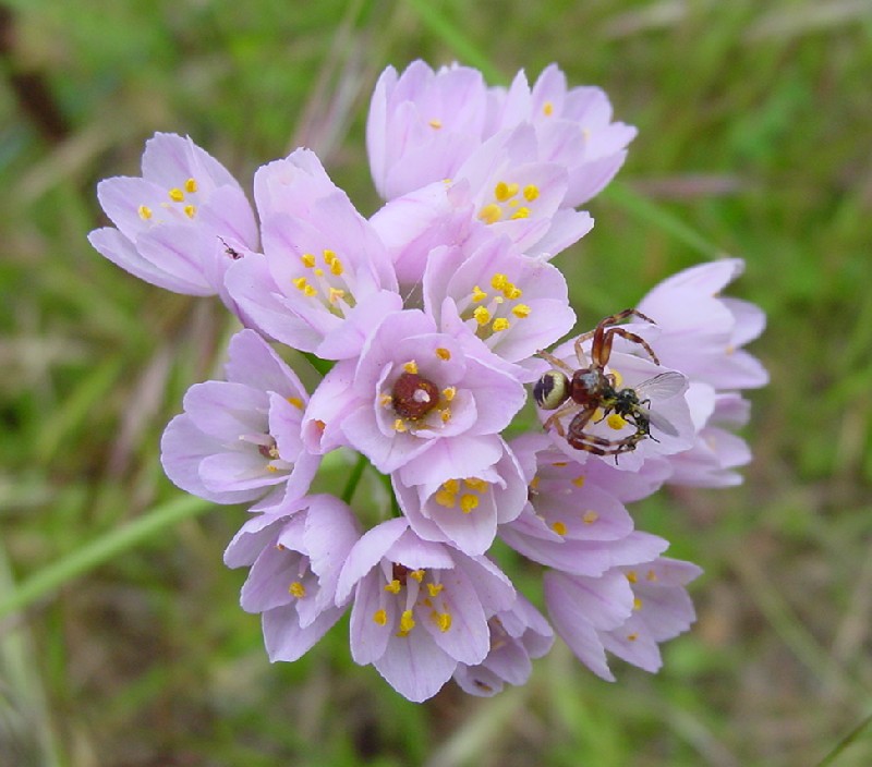 Allium roseum / Aglio roseo